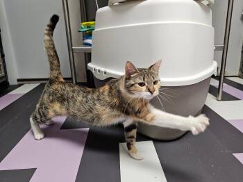 Domestic Short Hair Cats Available for Adoption in Cedar Rapids, Iowa - Lulu | PetCurious