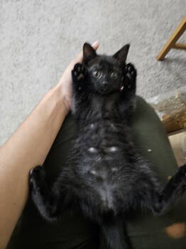 Rescue Domestic Short Hair Cats for Adoption - Maomao | PetCurious