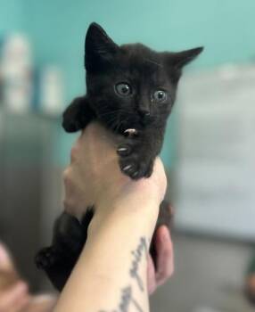 Domestic Short Hair Cats Available for Adoption in Cincinnati, Ohio - Perlucida | PetCurious