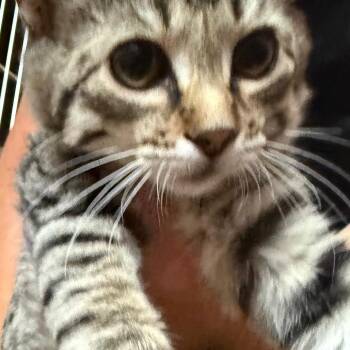 Sage -  Domestic Short Hair Cat for Adoption in Cedaredge, Colorado - Sage | PetCurious