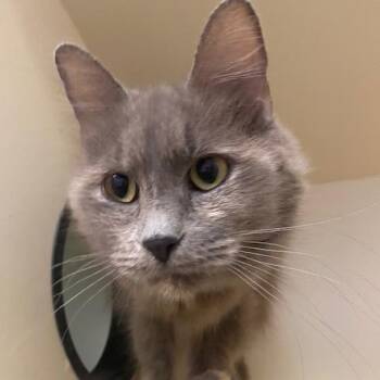 Eve -  Domestic Long Hair Cat for Adoption in Dayton, Ohio - Eve | PetCurious