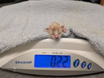 GARRETT -  Domestic Short Hair Cat for Adoption in Kent, Washington - GARRETT | PetCurious