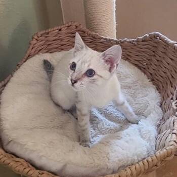 CB (Japanese Bobtail mix) -  Siamese and Japanese Bobtail Cat for Adoption in Allen, Texas - CB (Japanese Bobtail Mix) | PetCurious