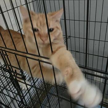 Rescue Domestic Short Hair Cats for Adoption in San Antonio, Texas - Fanta | PetCurious