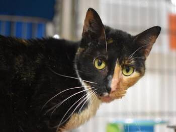 Domestic Short Hair Cats Available for Adoption in Portland, Oregon - Skitty | PetCurious