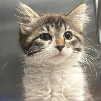 Lina -  Domestic Short Hair Cat for Adoption in East Hanover, New Jersey - Lina | PetCurious