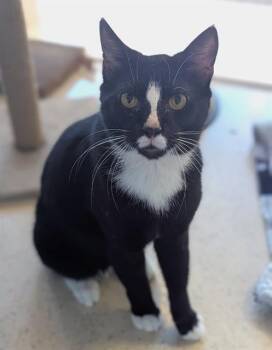 Rescue Domestic Short Hair Cats for Adoption in Fort Lauderdale, Florida - SANTORINI | PetCurious