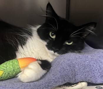 Theresa -  Domestic Medium Hair Cat for Adoption in Johnston, Rhode Island - Theresa | PetCurious