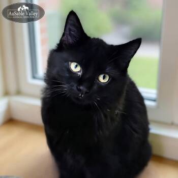 Rescue Domestic Long Hair Cats for Adoption in Grayling, Michigan - Hiccup | PetCurious