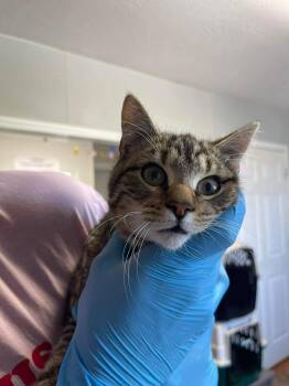 Domestic Short Hair Cats Available for Adoption in Bolivar, Missouri - Fork | PetCurious