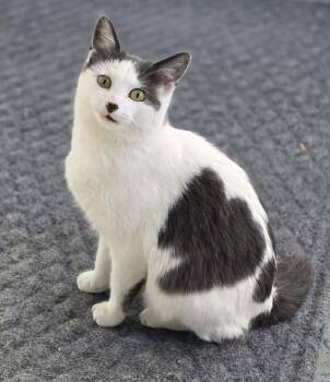 Tulip -  Domestic Short Hair Cat Available for Adoption in Woodsfield, Ohio - Tulip | PetCurious