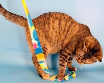 Domestic Short Hair Cats Available for Adoption - Rena | PetCurious