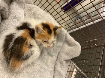 HONEY - NEEDS A FOSTER -  Domestic Short Hair Cat for Adoption in Ontario, California - HONEY - NEEDS A FOSTER | PetCurious