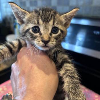 Ladybug 26-07-025 -  Domestic Short Hair Cat for Adoption in Bastrop, Texas - Ladybug 26-07-025 | PetCurious