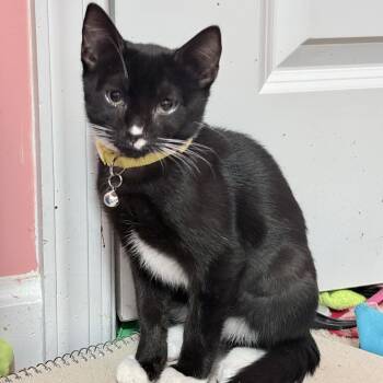 Jackpot -  Domestic Short Hair Cat for Adoption in Richmond, Virginia - Jackpot | PetCurious