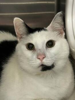 Batman -  Domestic Short Hair Cat for Adoption in Lansing, Michigan - Batman | PetCurious