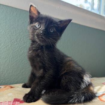 Hershey -  Tortoiseshell Cat for Adoption in San Juan Capistrano, California - Hershey | PetCurious