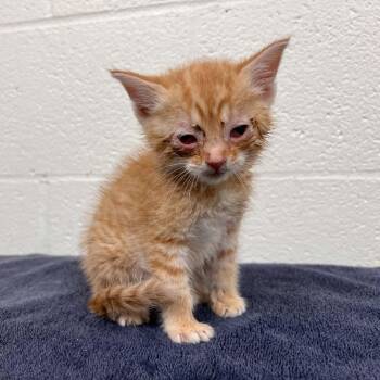 Domestic Short Hair Cats Available for Adoption in Lyndhurst, Virginia - SVAS-Stray-38552 | PetCurious