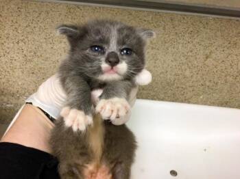 A1857536 -  Domestic Short Hair Cat for Adoption in Riverside, California - A1857536 | PetCurious