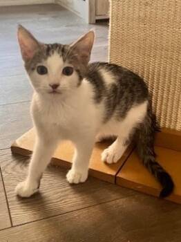 Rescue Tabby Cats for Adoption in San Antonio, Texas - Taz | PetCurious