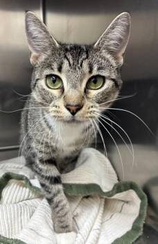 Lelu -  Domestic Short Hair Cat for Adoption in New Albany, Indiana - Lelu | PetCurious