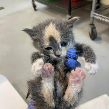 School Bus -  Domestic Short Hair Cat for Adoption in Charlottesville, Virginia - School Bus | PetCurious
