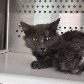 Domestic Short Hair Cats Available for Adoption in Athens, Tennessee - Tabby | PetCurious