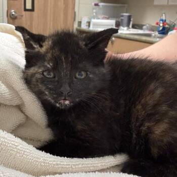 Domestic Short Hair Cats Available for Adoption in Bristol, Indiana - Poppy | PetCurious