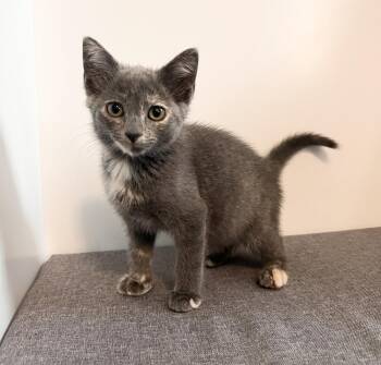 Wendy -  Domestic Short Hair Cat for Adoption in Rochester, Indiana - Wendy | PetCurious