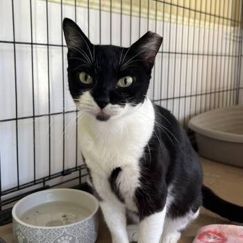 Ray -  Tuxedo Cat for Adoption in Hammond, Louisiana - Ray | PetCurious