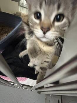 Lemon Button Fern -  Domestic Short Hair Cat for Adoption in Muskegon, Michigan - Lemon Button Fern | PetCurious