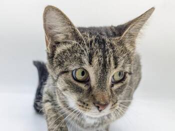 Fawn -  Domestic Short Hair and Tabby Cat for Adoption in Powell, Ohio - Fawn | PetCurious