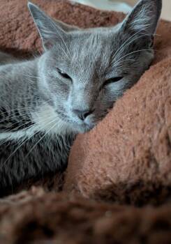 Rosalie -  Domestic Short Hair Cat for Adoption in Duxbury, Massachusetts - Rosalie | PetCurious