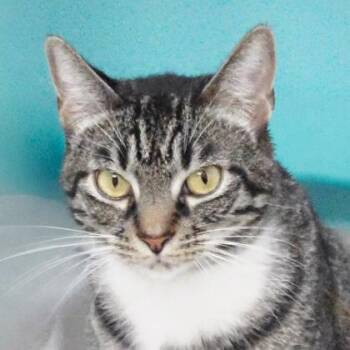 Fudgie -  Domestic Short Hair Cat for Adoption in Largo, Florida - Fudgie | PetCurious