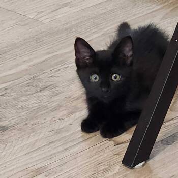 Ebony -  Domestic Short Hair Cat for Adoption in Valdosta, Georgia - Ebony | PetCurious