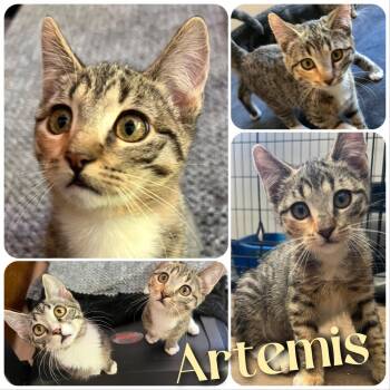 Rescue Domestic Short Hair Cats for Adoption in Hollister, California - Artemis | PetCurious