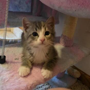Smokey C12688 -  Domestic Short Hair Cat for Adoption - Smokey C12688 | PetCurious