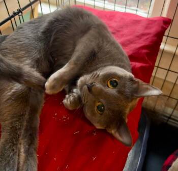 Nadia -  Domestic Short Hair Cat Available for Adoption in Statesboro, Georgia - Nadia | PetCurious