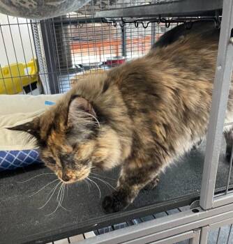Rescue Tortoiseshell Cats for Adoption in Yarnell, Arizona - Tina | PetCurious