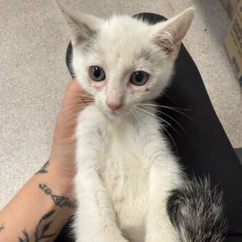 Justice -  Domestic Short Hair Cat for Adoption in Horn Lake, Mississippi - Justice | PetCurious