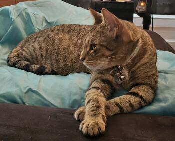 Tiger -  Tabby Cat for Adoption in Bayonne, New Jersey - Tiger | PetCurious