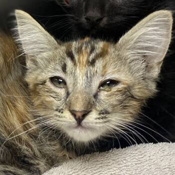Rescue Domestic Short Hair Cats for Adoption in Palm Springs, California - Annie | PetCurious