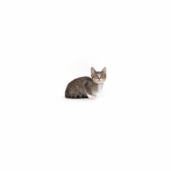 Domestic Short Hair Cats Available for Adoption in Los Angeles, California - Potato | PetCurious