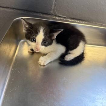 Freya -  Domestic Short Hair Cat for Adoption in Tuscaloosa, Alabama - Freya | PetCurious