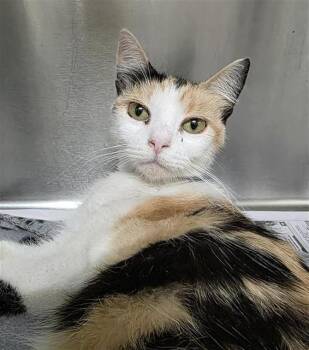 PANCAKE -  Domestic Short Hair Cat for Adoption in San Antonio, Texas - PANCAKE | PetCurious