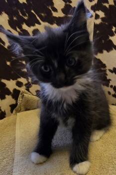 Domestic Short Hair Cats Available for Adoption in Conway, South Carolina - Pancake | PetCurious