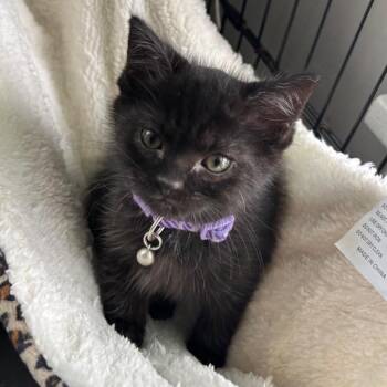 Domestic Short Hair Cats Available for Adoption - Charm | PetCurious