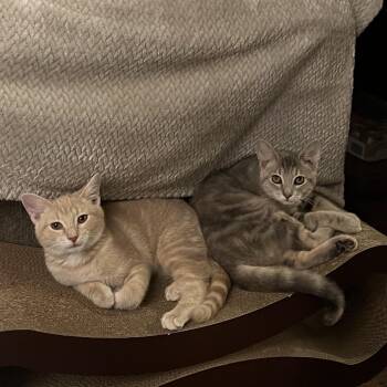 Archie -  Domestic Short Hair Cat for Adoption in Harrisonburg, Virginia - Archie | PetCurious