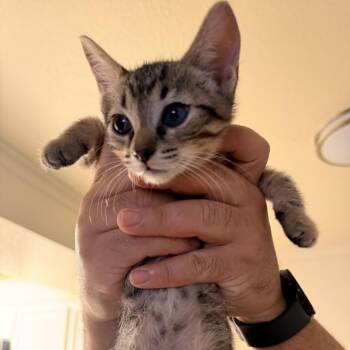 Finn -  Domestic Short Hair Cat for Adoption in Vallejo, California - Finn | PetCurious