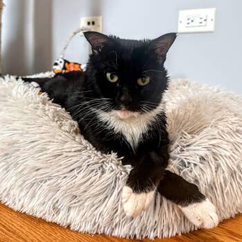 Norbert -  Domestic Short Hair Cat for Adoption in Evanston, Illinois - Norbert | PetCurious